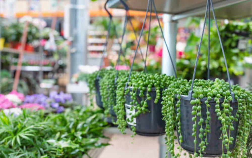 string of pearls