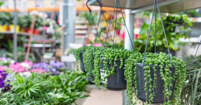 string of pearls