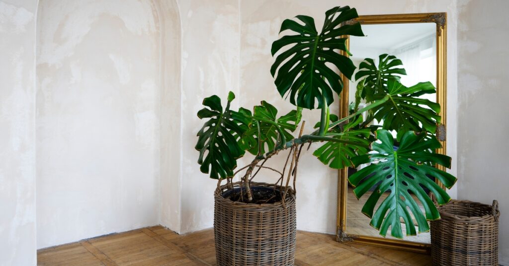 monstera plant
