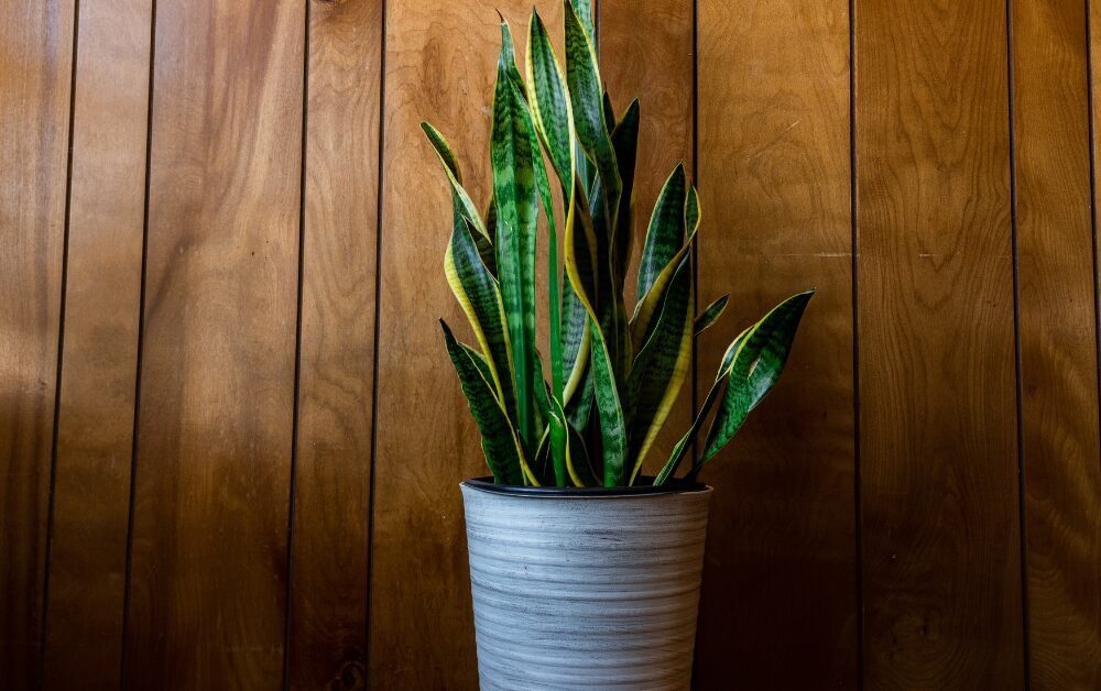 snake plants
