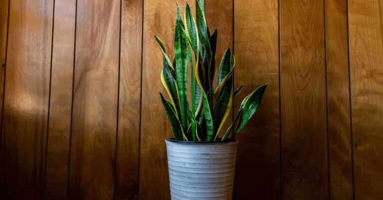 snake plants