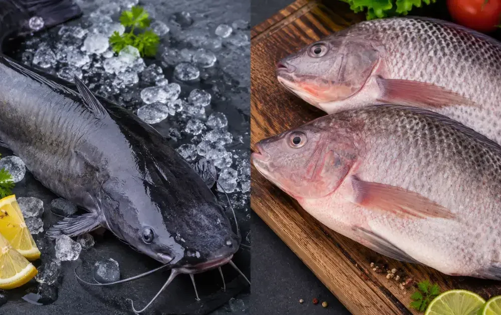 Catfish vs Tilapia