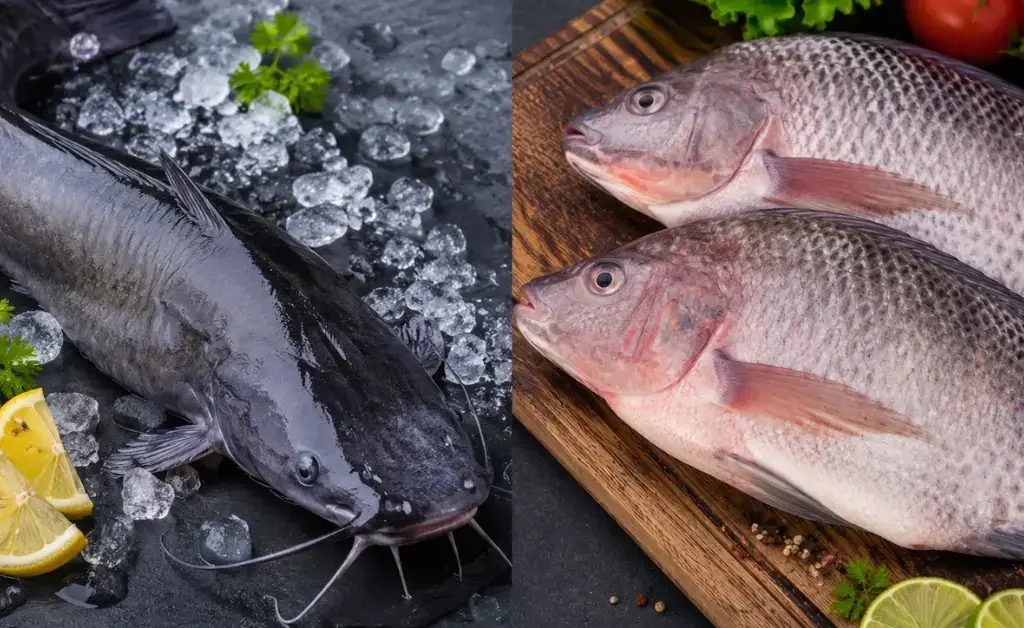 Catfish vs Tilapia